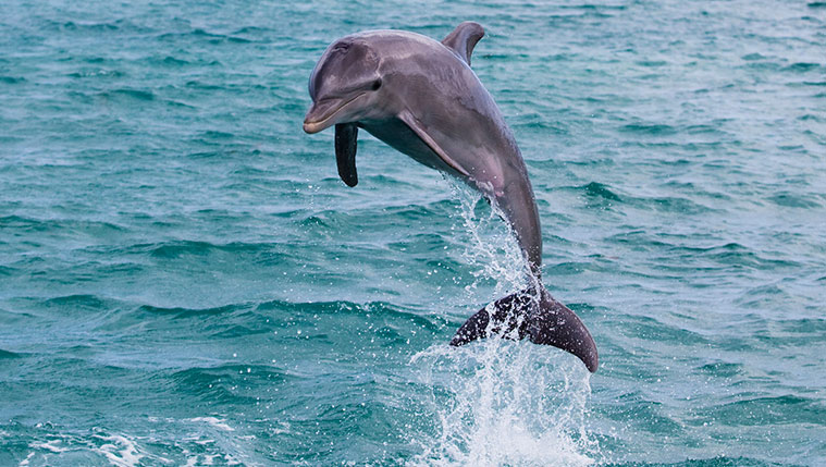 see dolphins in florida