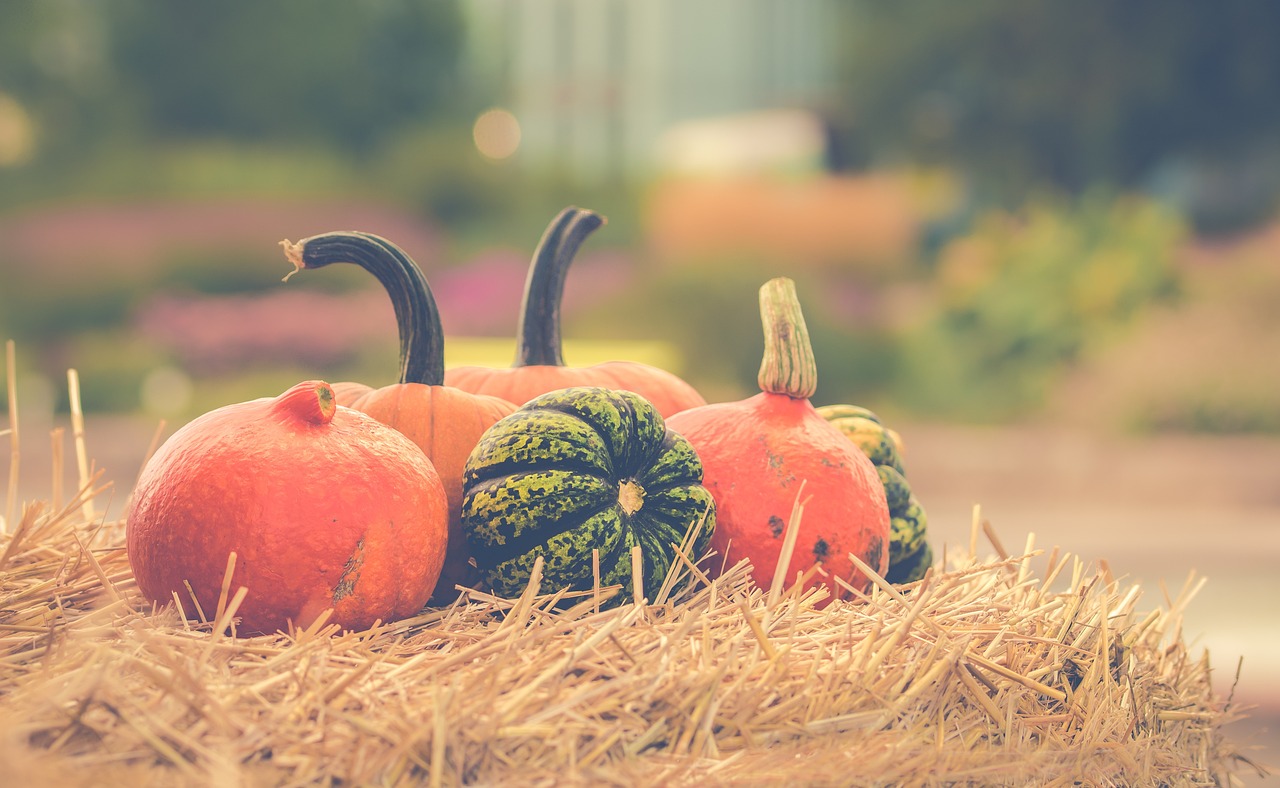 pumpkins in a pumpkin patch