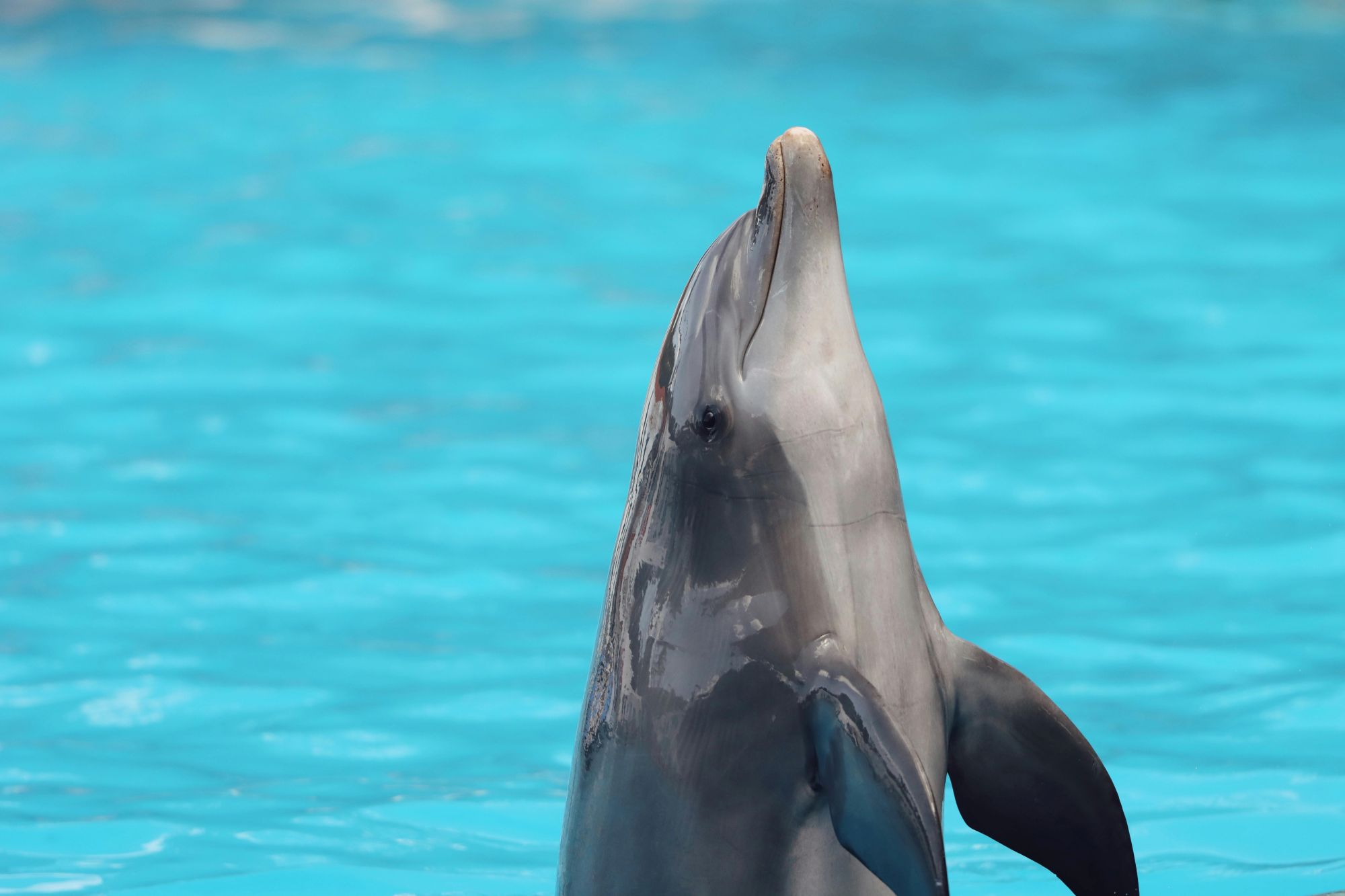 a dolphin in water